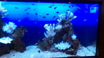 ラクーアフロントの熱帯魚3.jpg