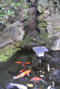 池の端ではなく池の鯉3823.jpg